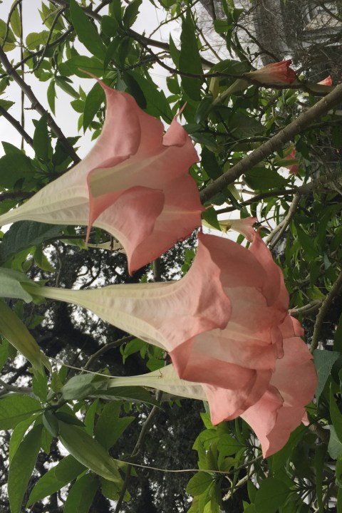 Trumpet Flower